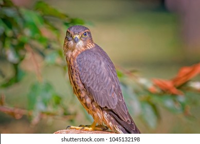 Male Merlin Falcon