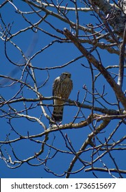 A Male Merlin Perched In A Tree Protecting His Nest From Crows