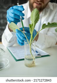 Male Microbiologist Looking At A Healthy Green Plant In A Sample Flask. Medical Scientist Working In A Food Science Laboratory