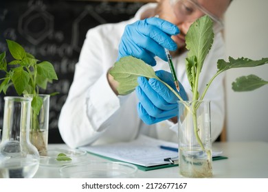 Male Microbiologist Looking At A Healthy Green Plant In A Sample Flask. Medical Scientist Working In A Food Science Laboratory, Sample Plant Growing In Test Tube, Biotechnology Research Concept.