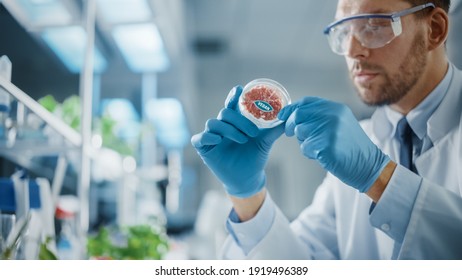 Male Microbiologist Looking at a Lab-Grown Cultured Vegan Meat Sample. Medical Scientist Working on Plant-Based Beef Substitute for Vegetarians in a Modern Food Science Laboratory.