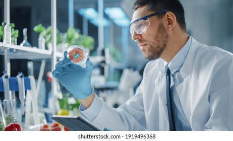 Male Microbiologist Working In Labolatory And Examining A Lab-Grown Vegan Meat Sample. Medical Scientist Working On Plant-Based Beef Substitute For Vegetarians In Modern Food Science Laboratory.