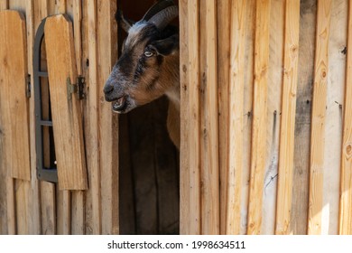 Male Mini Dwarf Alpine Goat