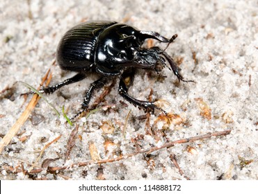 Male Minotaur Beetle Focus Head