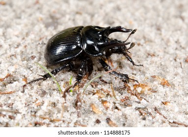 Male Minotaur Beetle Side View