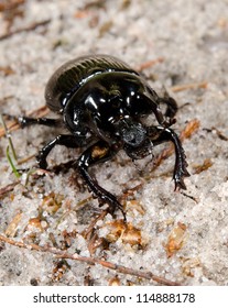 Male Minotaur Beetle Vertical Macro Crop