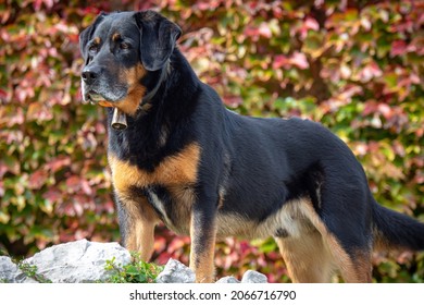 Male Mixed Lab Beauceron Outside On Lawn During Fall