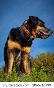 Male Mixed Lab Beauceron Outside On Lawn During Fall