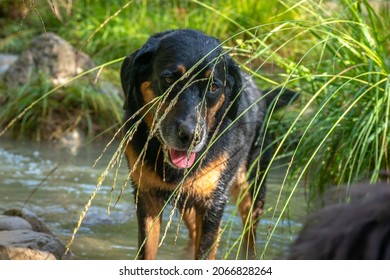 Male Mixed Lab Beauceron Outside On Lawn During Fall