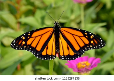 Close Monarch Butterfly Aged Wings Sitting Stock Photo (Edit Now ...