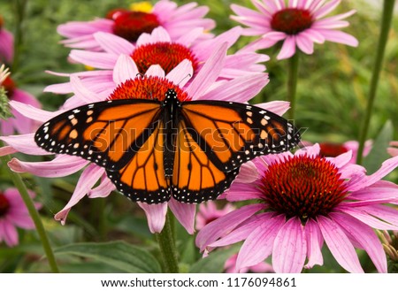 Male monarch butterfly is a pollinator for a cluster of vivid pink flowers.