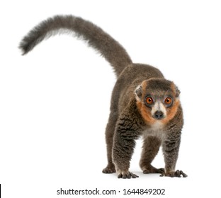 Male Mongoose Lemur, Eulemur Mongoz, 26 Years Old, In Front Of White Background