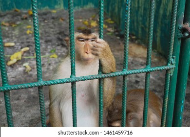 562 Monkey fingers cage Images, Stock Photos & Vectors | Shutterstock