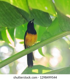Male Montserrat Oriole (Icterus Oberi) Perched In Canopy Of Forest On Island Of Montserrat In The Caribbean.