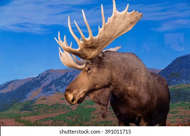 Male Moose Against Backdrop of Mountains