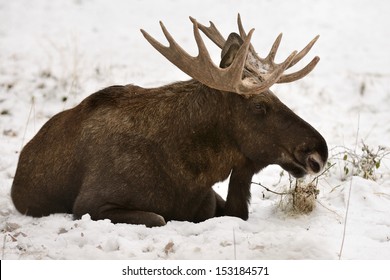 Male Moose In Snow