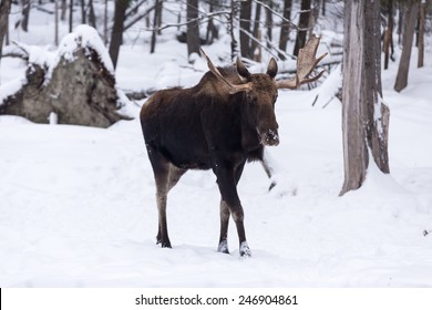 Male Moose In Winter