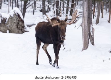 Male Moose In Winter