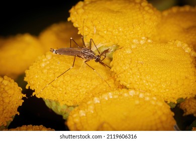 Male mosquito of the species Aedes japonicus japonicus on flowers of Tanacetum on the Ligurian Apennines. The species can transmit diseases such as Dengue.