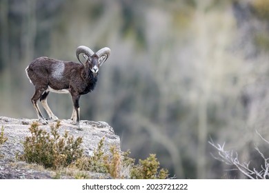 Male mouflon in the mountain