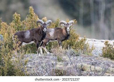 Male mouflon in the mountain