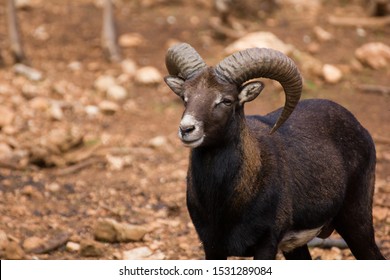 
Male Mouflon In Sierra De Cazorla