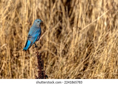 male mountain bluebird, Delta, BC, Canada