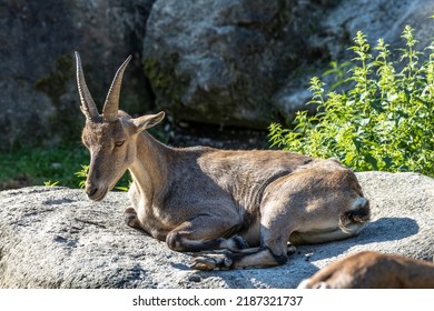 Male mountain ibex - capra ibex on a rock living in the European alps