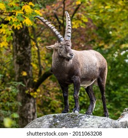 Male mountain ibex - capra ibex in the zoo