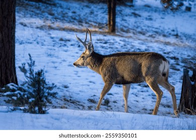 Male mule deer with antlers walking in the snow into the last rays of golden sunset light in the Wet Mountains, Colorado, USA.  - Powered by Shutterstock