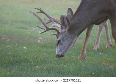 A Male Mule Deer Eating Grass