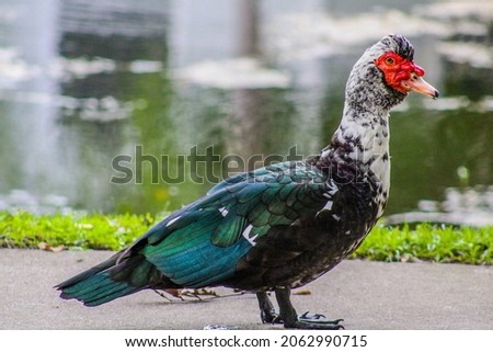 Male Muscovy Duck on a sidewalk near a pond