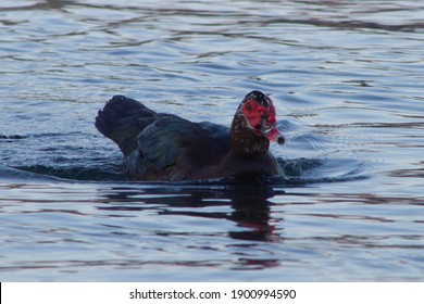 A Male Muscovy Duck With Red Face Floating On Lake,They Are Small Wild And Feral Breeding Populations With Aggressive Begging For Food.Can Found In New Zealand, Australia, And In Parts Of Europe.