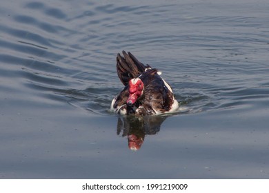 A Male Muscovy Duck With Red Face Floating On Lake,They Are Small Wild And Feral Breeding Populations With Aggressive Begging For Food.Can Found In New Zealand, Australia, And In Parts Of Europe.