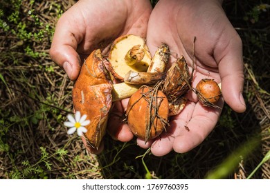 Male mushroomer keeps on his palms collected edible small mushrooms with yellow-gold hats. Pine needles stuck on hats. In the background is a carpet of fallen needles, green grass and lonely chamomile