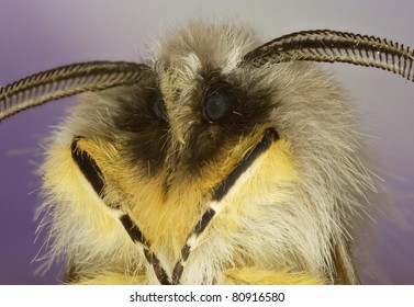 Male Muslin Moth