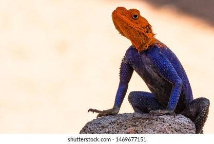 12,470 Agama do agama Images, Stock Photos & Vectors | Shutterstock