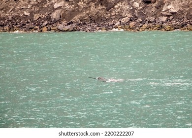 Male Narwhal With Tusk Or Tooth Swimming With Pod In Buchan Bay, Baffin Island, Nunavut, Canada.