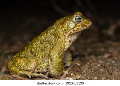 Toad Images Stock Photos Vectors Shutterstock