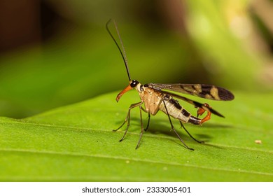 Male Neopanorpa scorpion fly from Thailand, Southeast Asia - Powered by Shutterstock