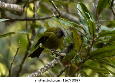 Male New Zealand Bellbird