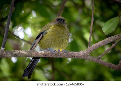 Male New Zealand Bellbird 