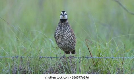 male northern bob white quail (Colinus virginianus) perched on barbed wire fence or fence post 