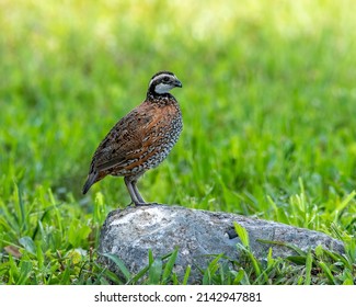 A male northern bobwhite quail perches on a rock in the grass