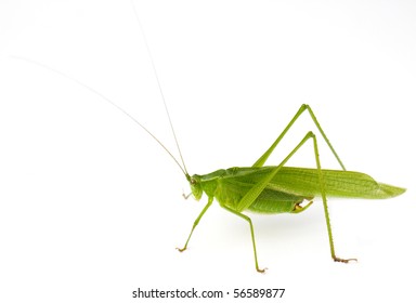 63 Northern katydid Images, Stock Photos & Vectors | Shutterstock