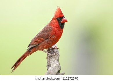 Male Northern Cardinal