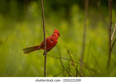 Male Northern Cardinal Against Blurred Green Background