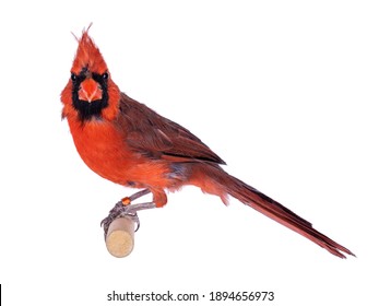 Male Northern Cardinal aka Cardinalis cardinalis bird, sitting on wooden stick. Isolated on white background.