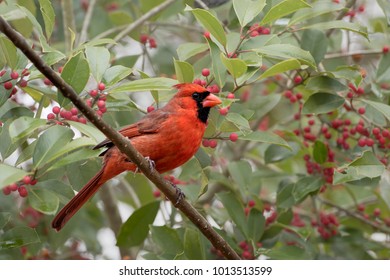 Male Northern Cardinal in American Holly Tree in January