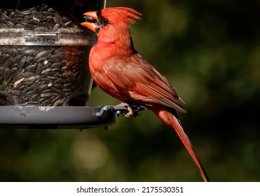 Male Northern Cardinal And A Bird Feeder